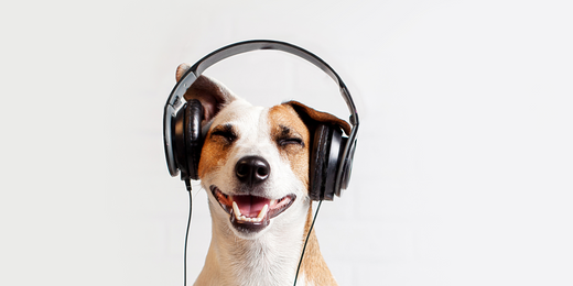 ヘッドフォンはワイヤレス(無線)と有線とどっちがいいの?体への影響から考えてみよう!